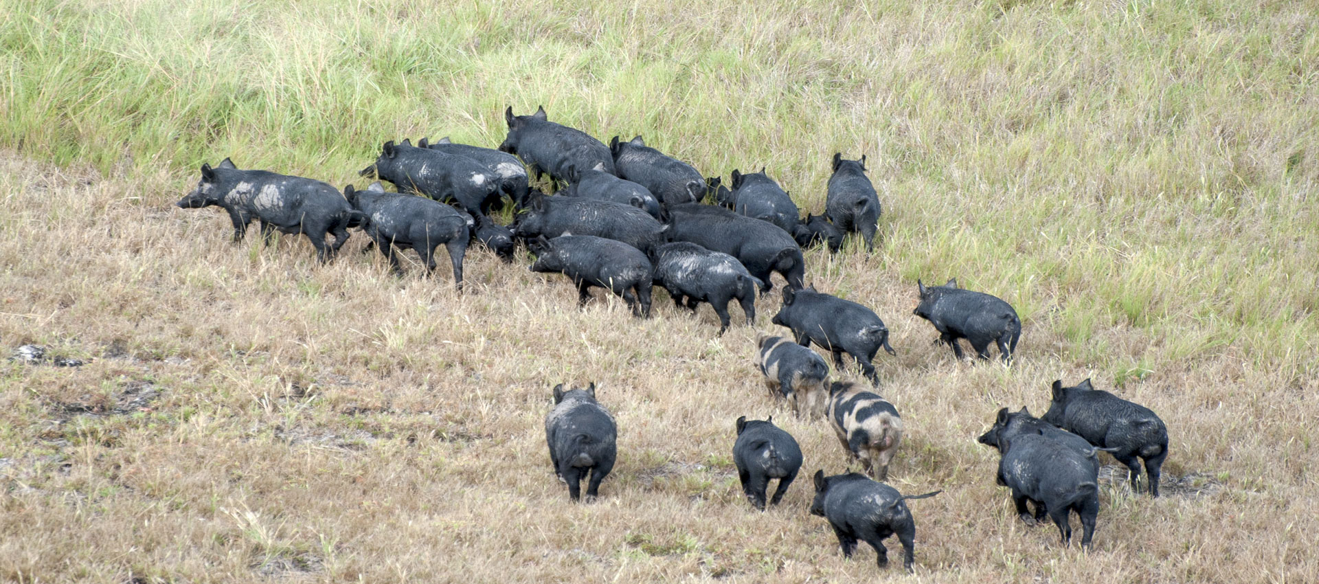 feral-pig-control-waikato-biodiversity-forum